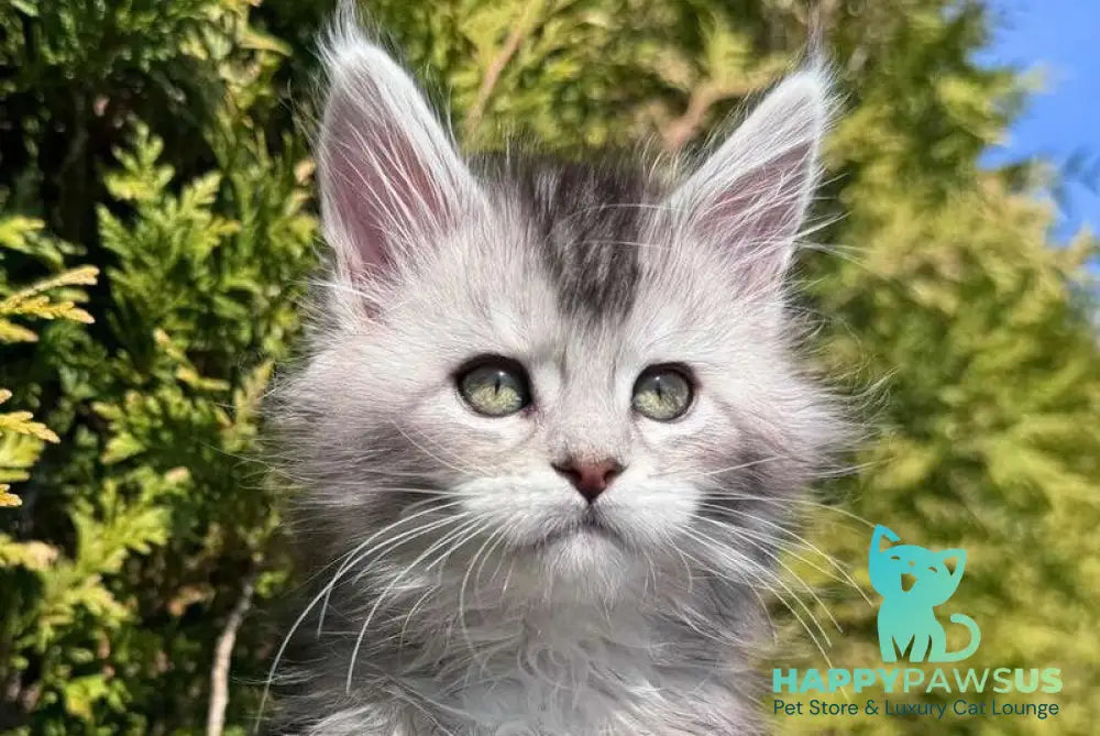 Emeli Maine Coon female black silver ticked tabby - live animals