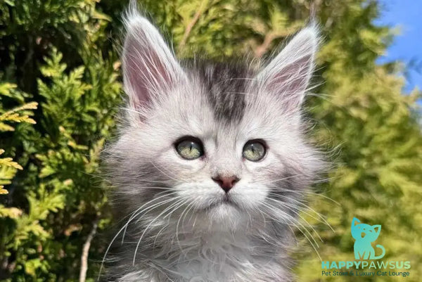 Emeli Maine Coon female black silver ticked tabby - live animals