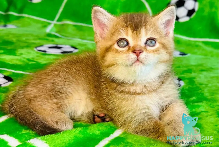Emelia British Shorthair female chocolate golden ticked tabby - live animals