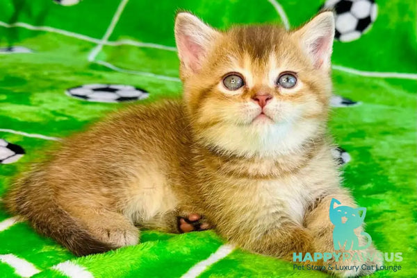 Emelia British Shorthair female chocolate golden ticked tabby - live animals