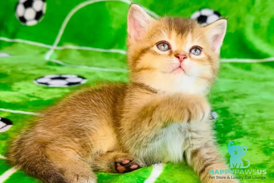 Emelia British Shorthair female chocolate golden ticked tabby - live animals