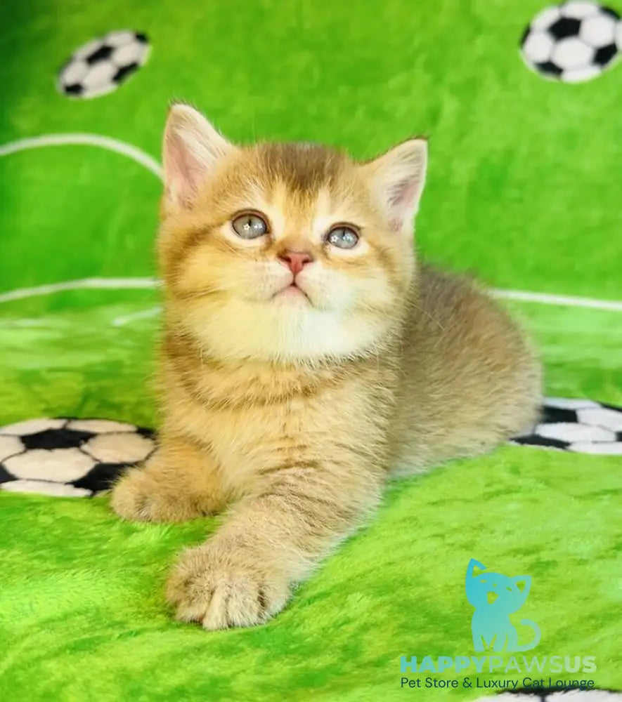 Emelia British Shorthair female chocolate golden ticked tabby - live animals