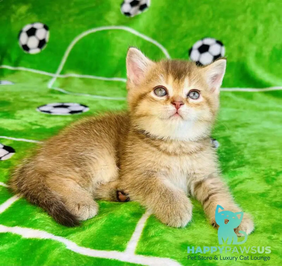 Emelia British Shorthair female chocolate golden ticked tabby - live animals