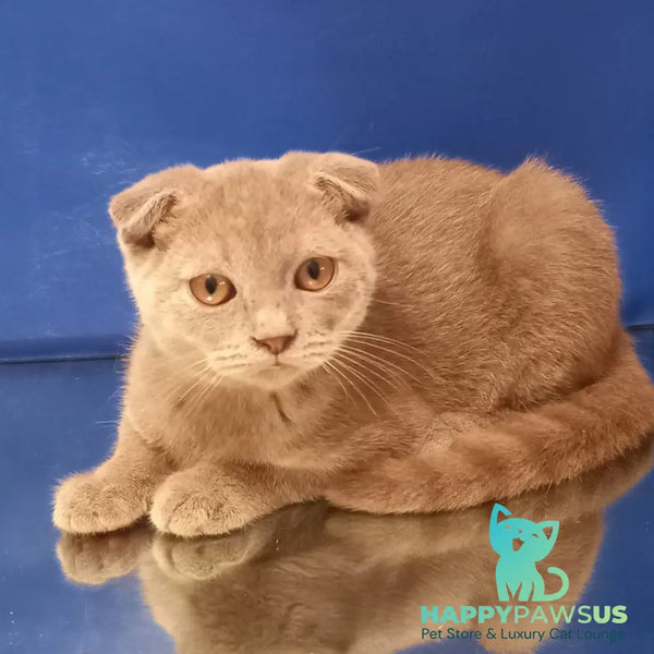Emelya Scottish Fold male blue - live animals