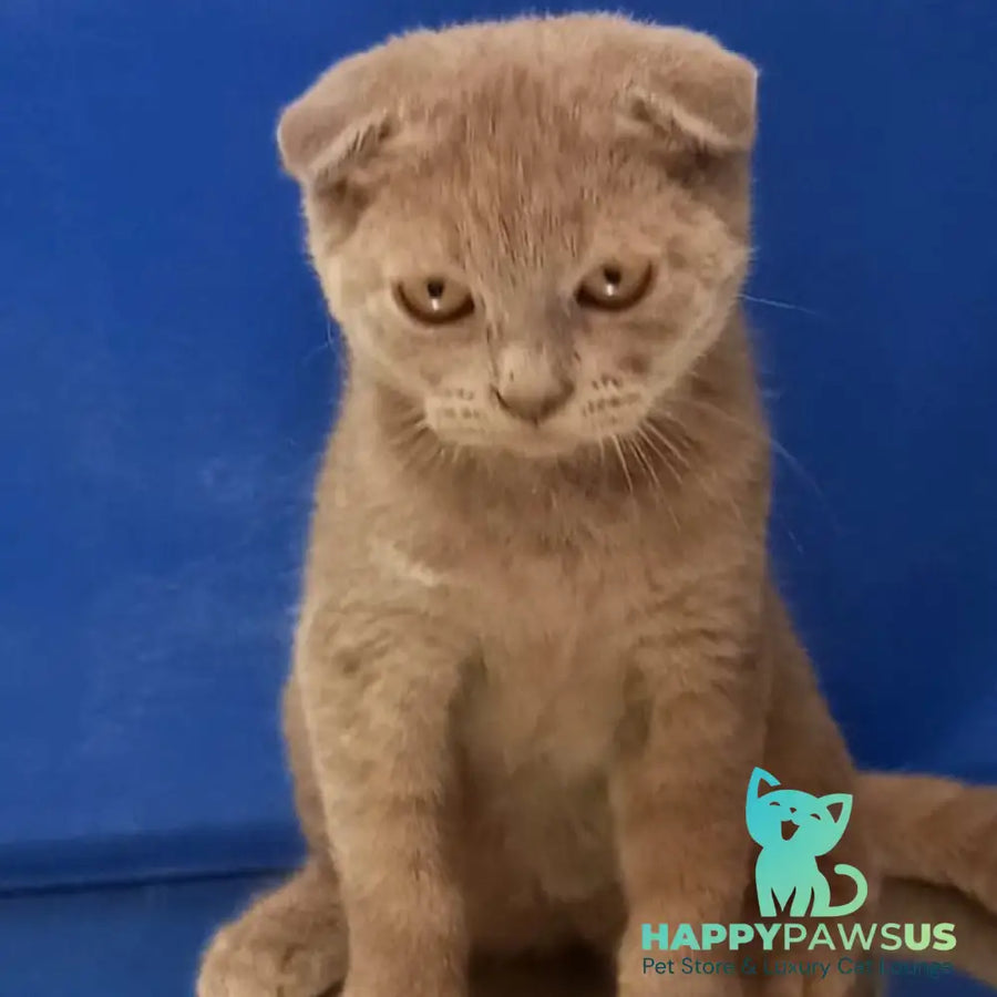 Emelya Scottish Fold male blue - live animals