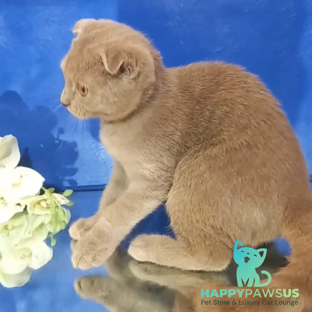 Emelya Scottish Fold male blue - live animals