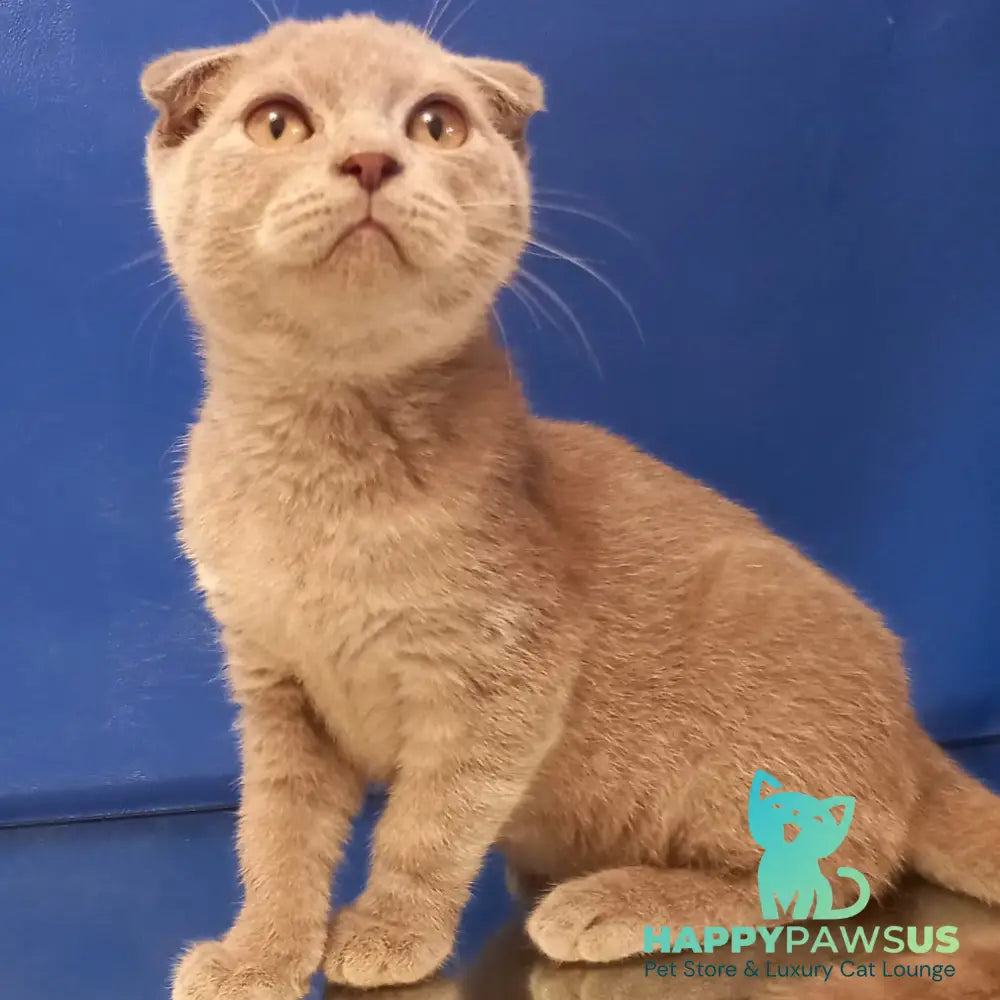 Emelya Scottish Fold male blue - live animals