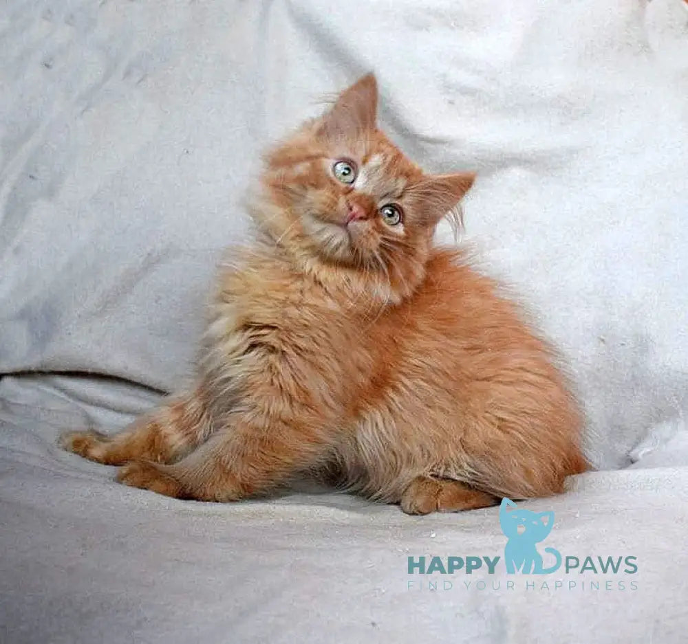 Emelya Siberian male red live animals