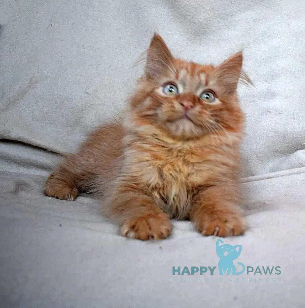 Emelya Siberian male red live animals