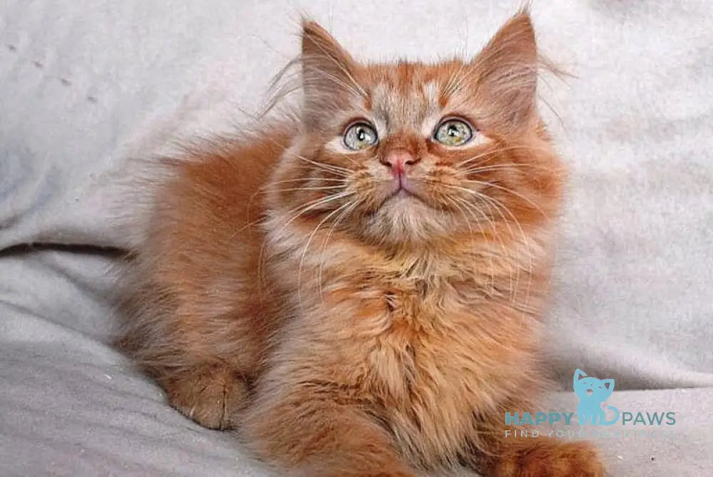 Emelya Siberian male red live animals