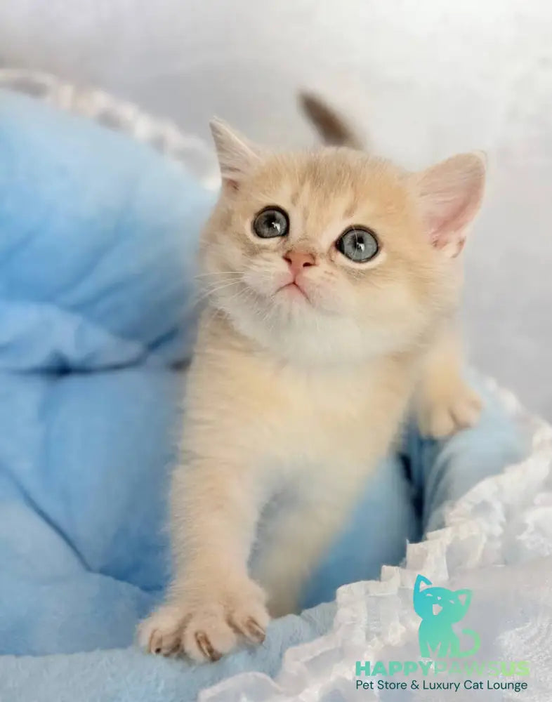 Emelyan Scottish Straight male blue golden shaded - live animals