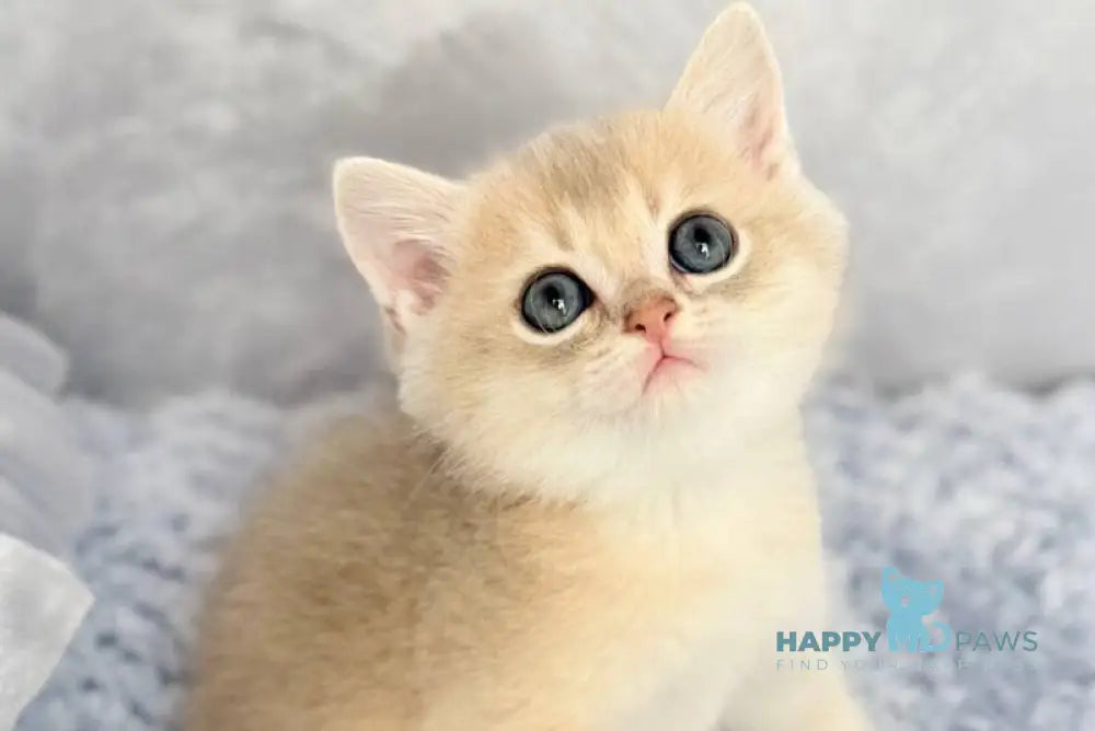 Emelyan Scottish Straight male blue golden shaded - live animals