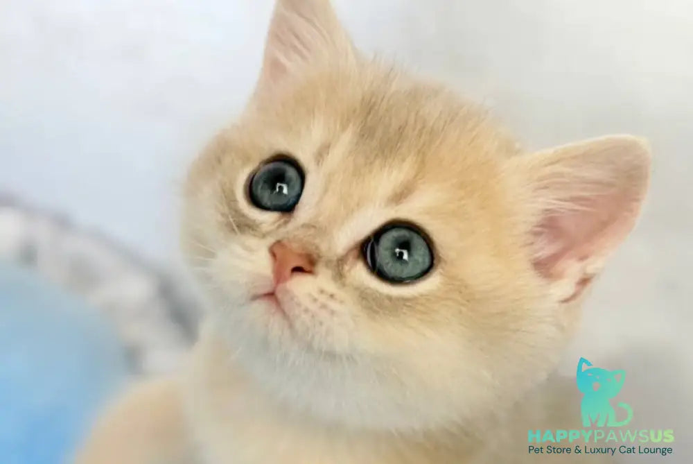 Emelyan Scottish Straight male blue golden shaded - live animals