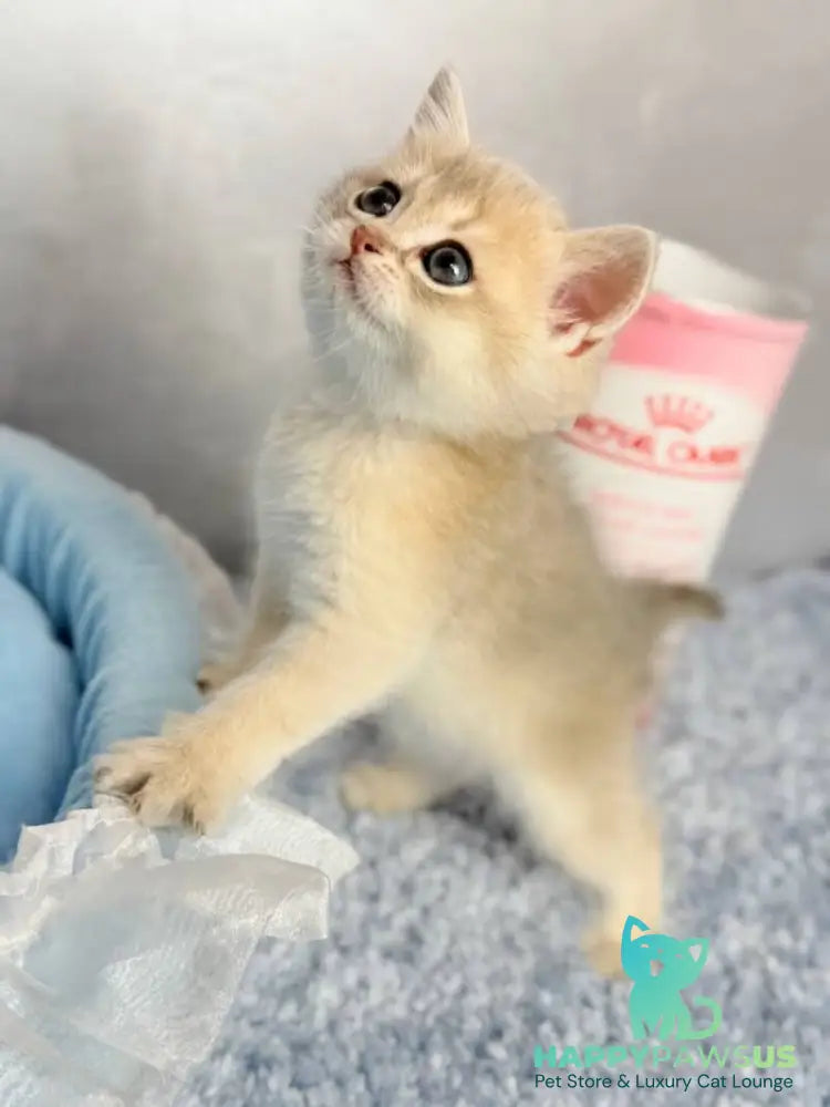 Emelyan Scottish Straight male blue golden shaded - live animals