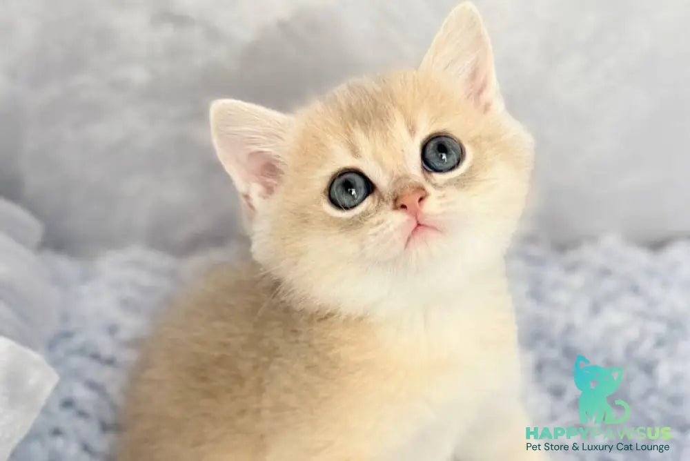Emelyan Scottish Straight male blue golden shaded - live animals