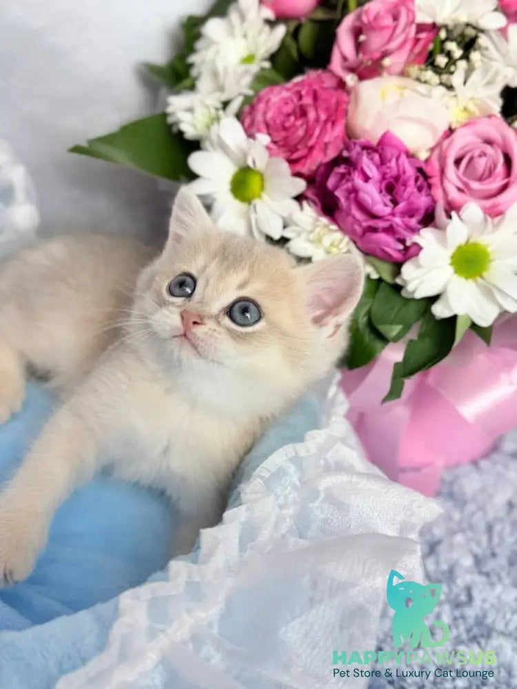 Emelyan Scottish Straight male blue golden shaded - live animals
