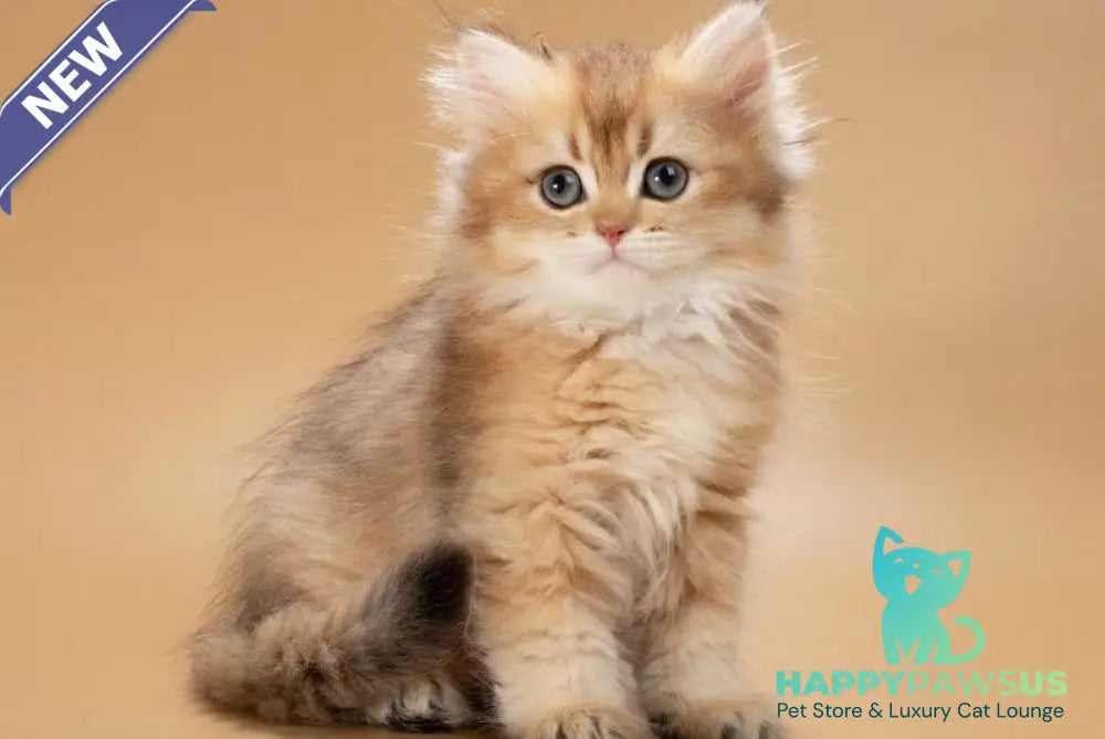 Emerald British Longhair male black golden shaded - live animals