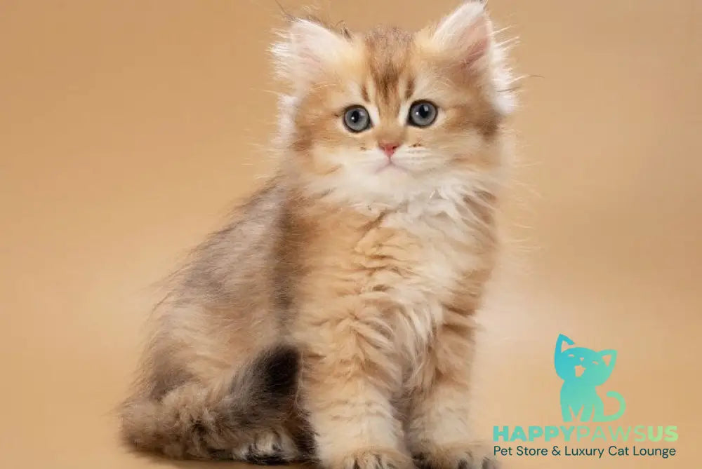 Emerald British Longhair male black golden shaded - live animals