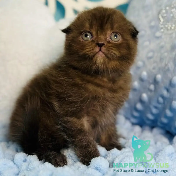 Emerald Scottish Fold male chocolate - live animals