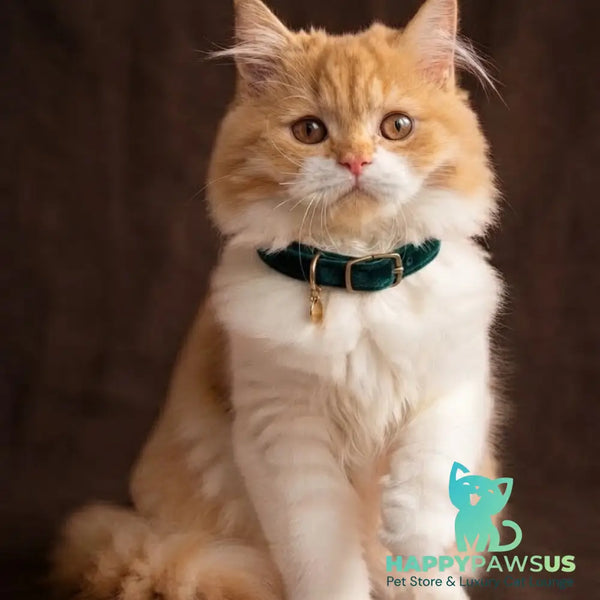 Emerson British Longhair male red bicolour - live animals