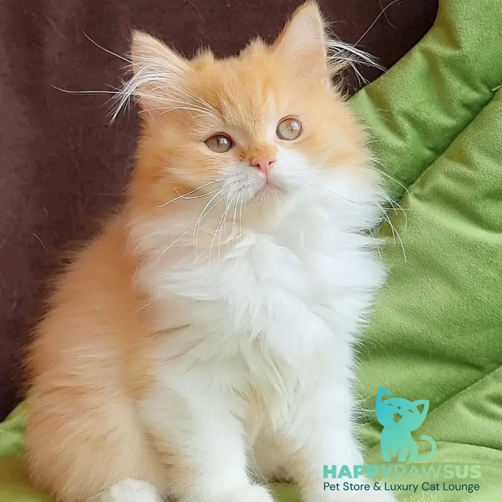 Emerson British Longhair male red bicolour - live animals