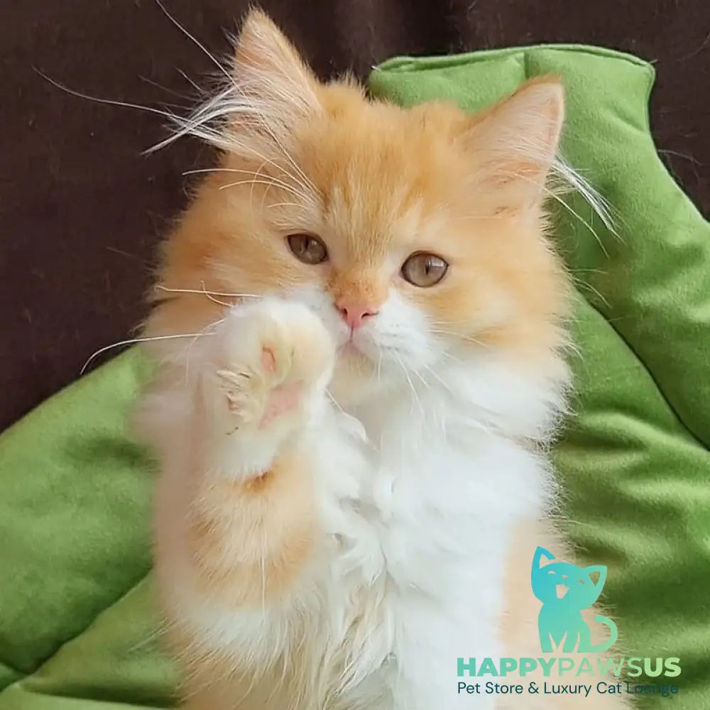 Emerson British Longhair male red bicolour - live animals