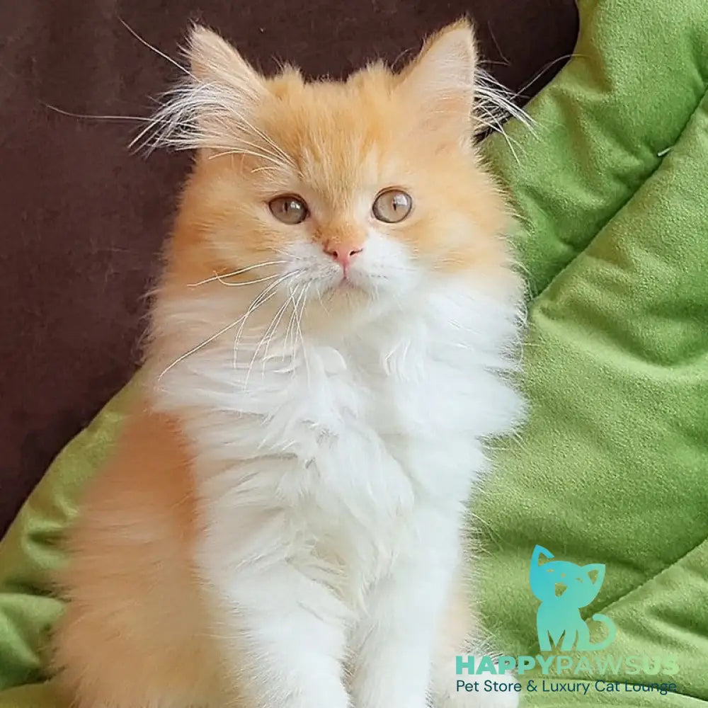 Emerson British Longhair male red bicolour - live animals