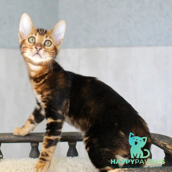 Emi Bengal female black tabby - live animals