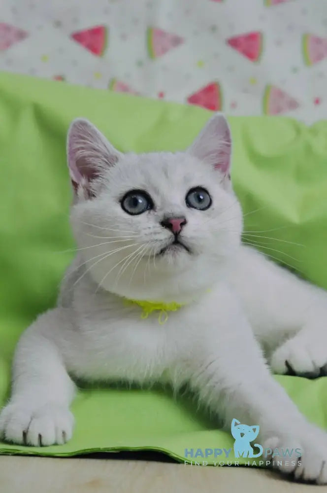 Emic British Shorthair male black silver shaded live animals