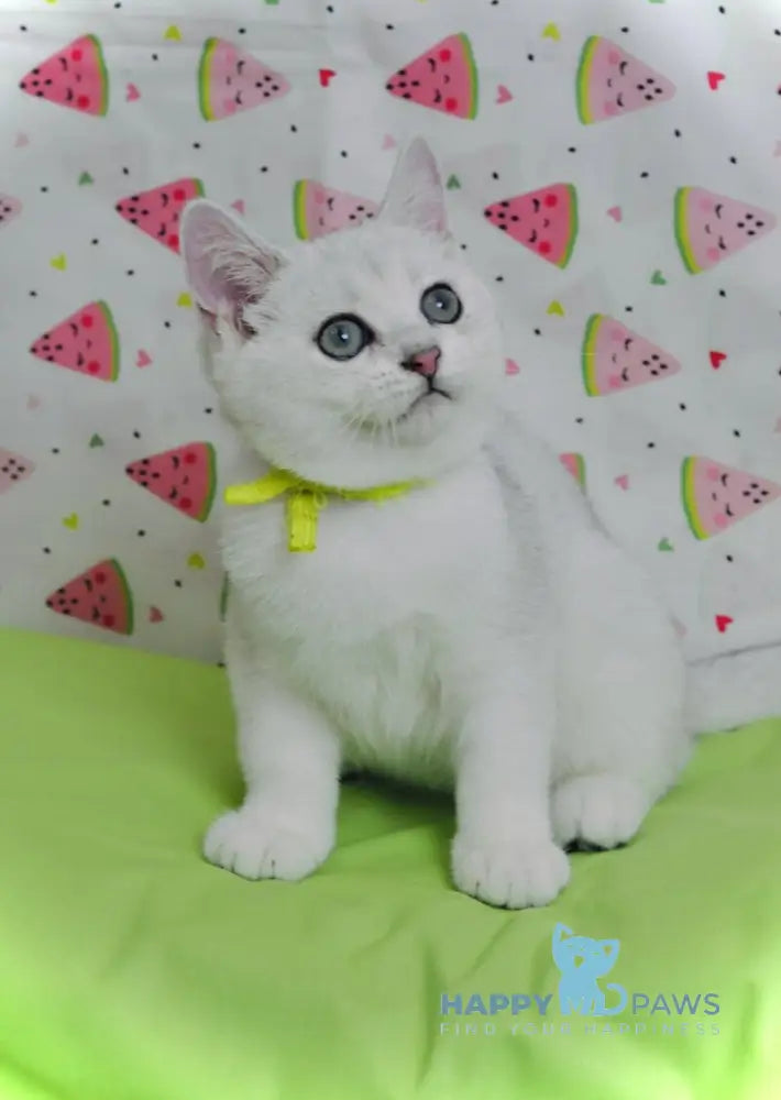 Emic British Shorthair male black silver shaded live animals