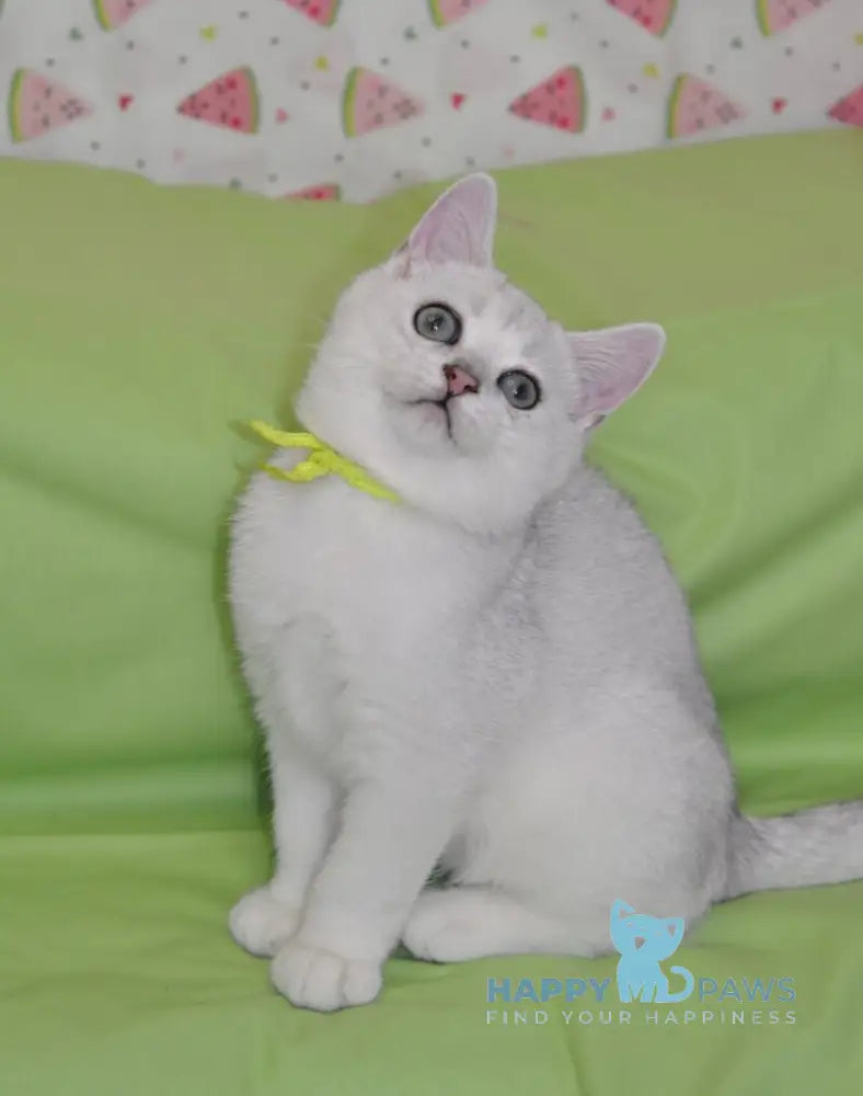 Emic British Shorthair male black silver shaded live animals