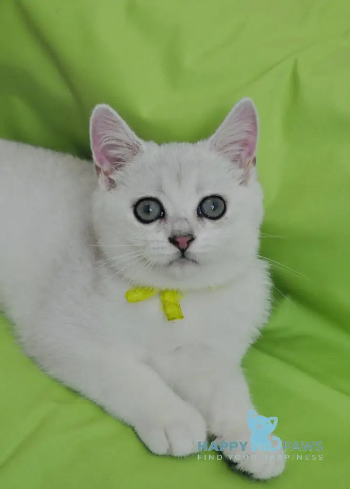 Emic British Shorthair male black silver shaded live animals