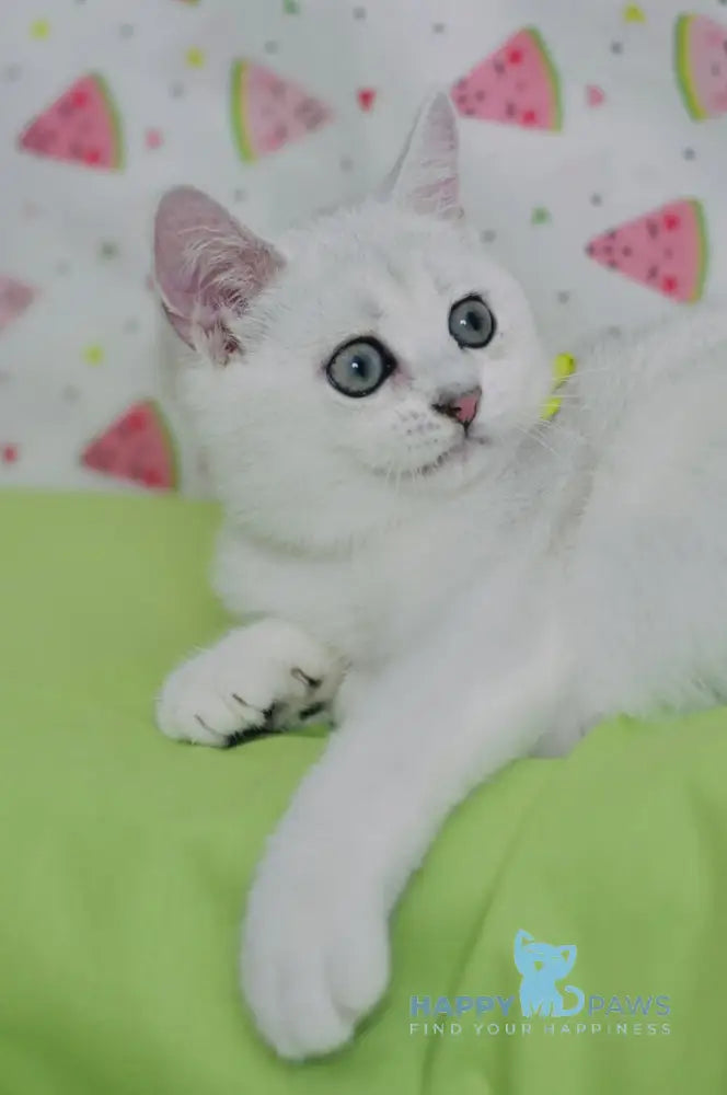 Emic British Shorthair male black silver shaded live animals