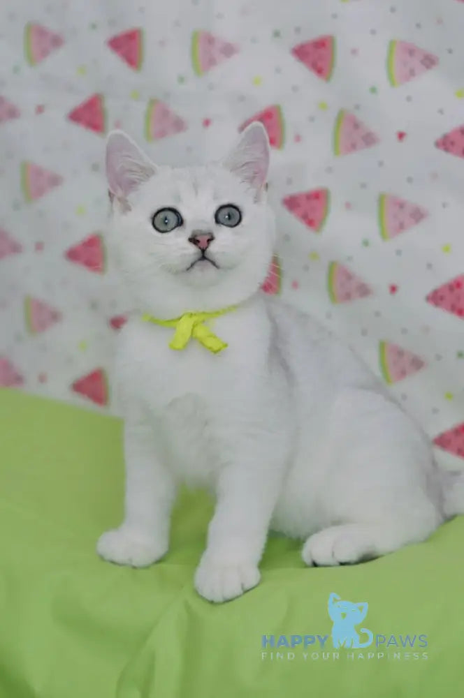 Emic British Shorthair male black silver shaded live animals