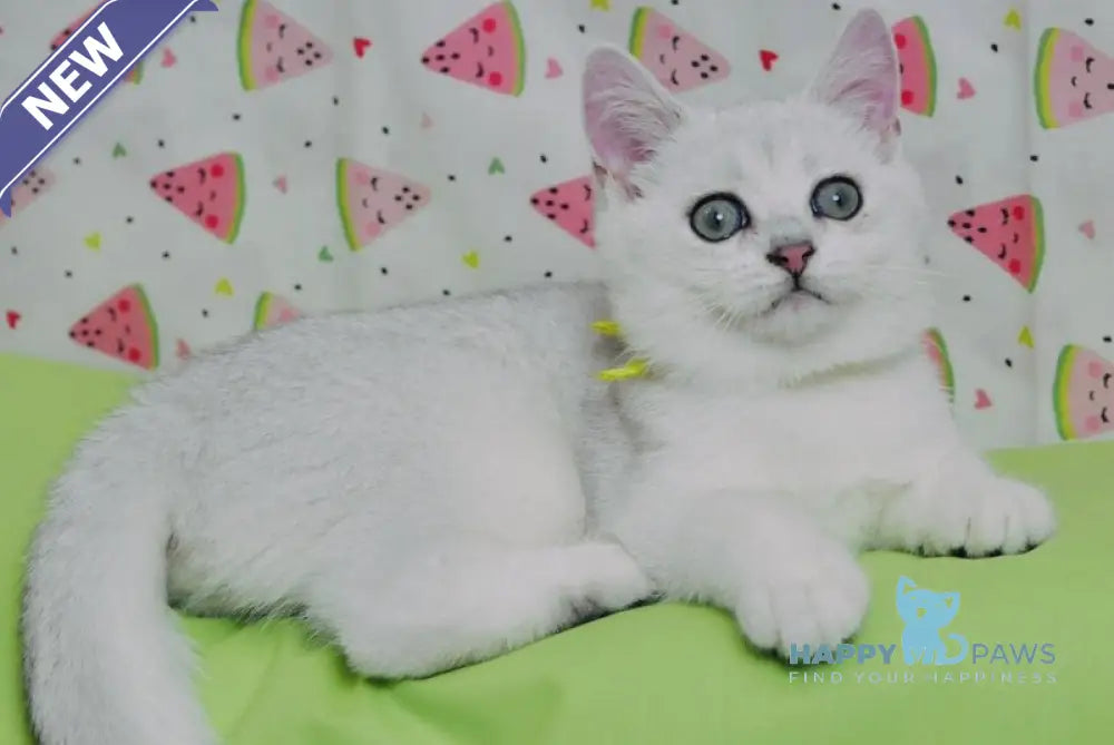 Emic British Shorthair male black silver shaded live animals