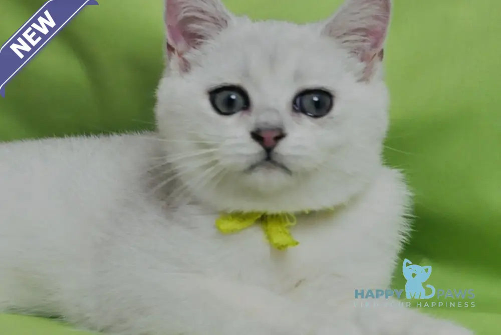 Emic British Shorthair male black silver shaded live animals