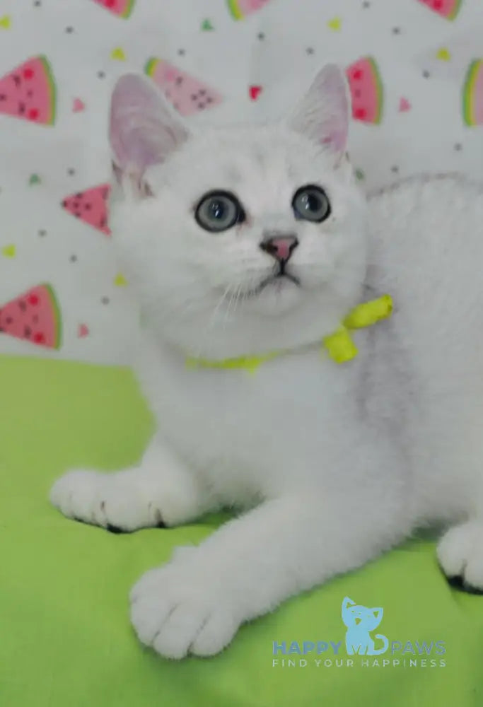 Emic British Shorthair male black silver shaded live animals