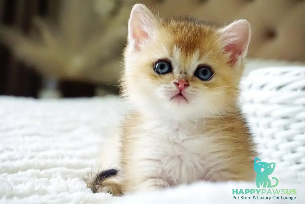 Emil British Shorthair male black golden shaded - live animals