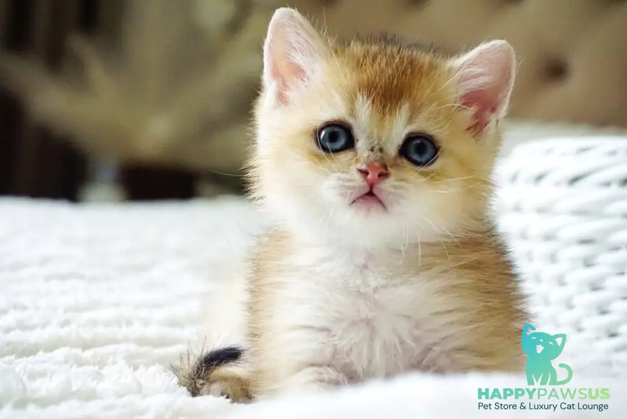 Emil British Shorthair male black golden shaded - live animals