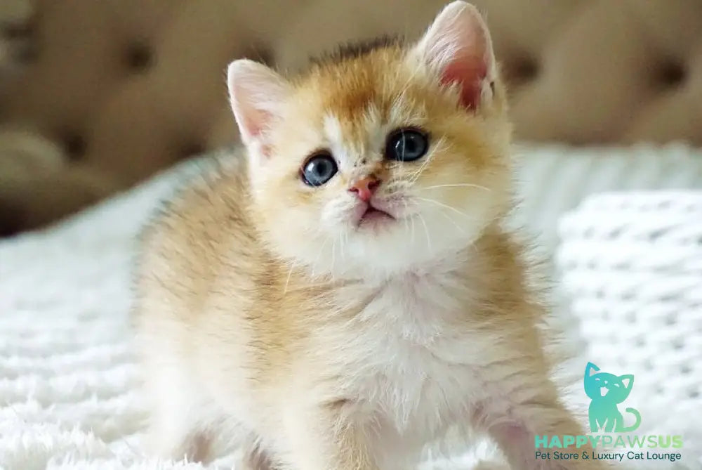 Emil British Shorthair male black golden shaded - live animals