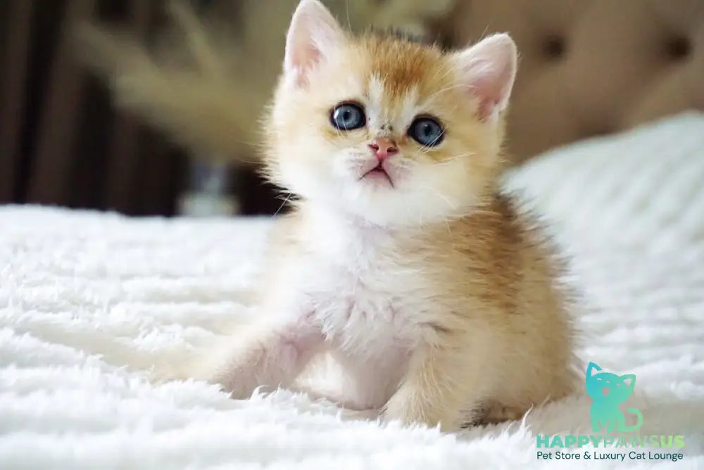 Emil British Shorthair male black golden shaded - live animals