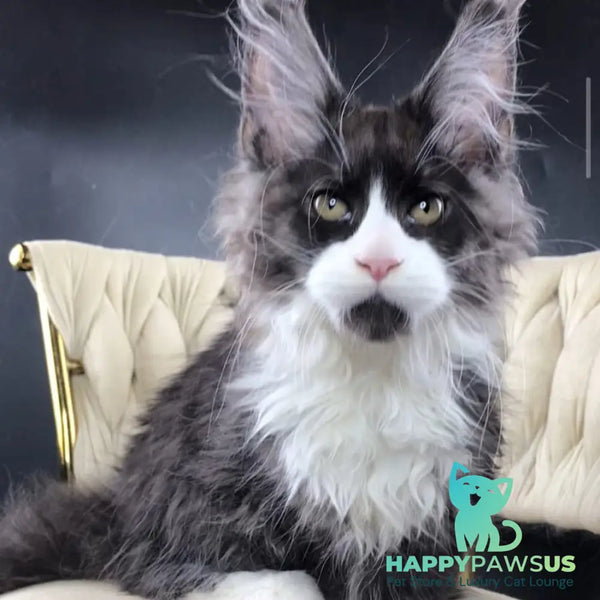 Emil Maine Coon male black silver bicolour - live animals