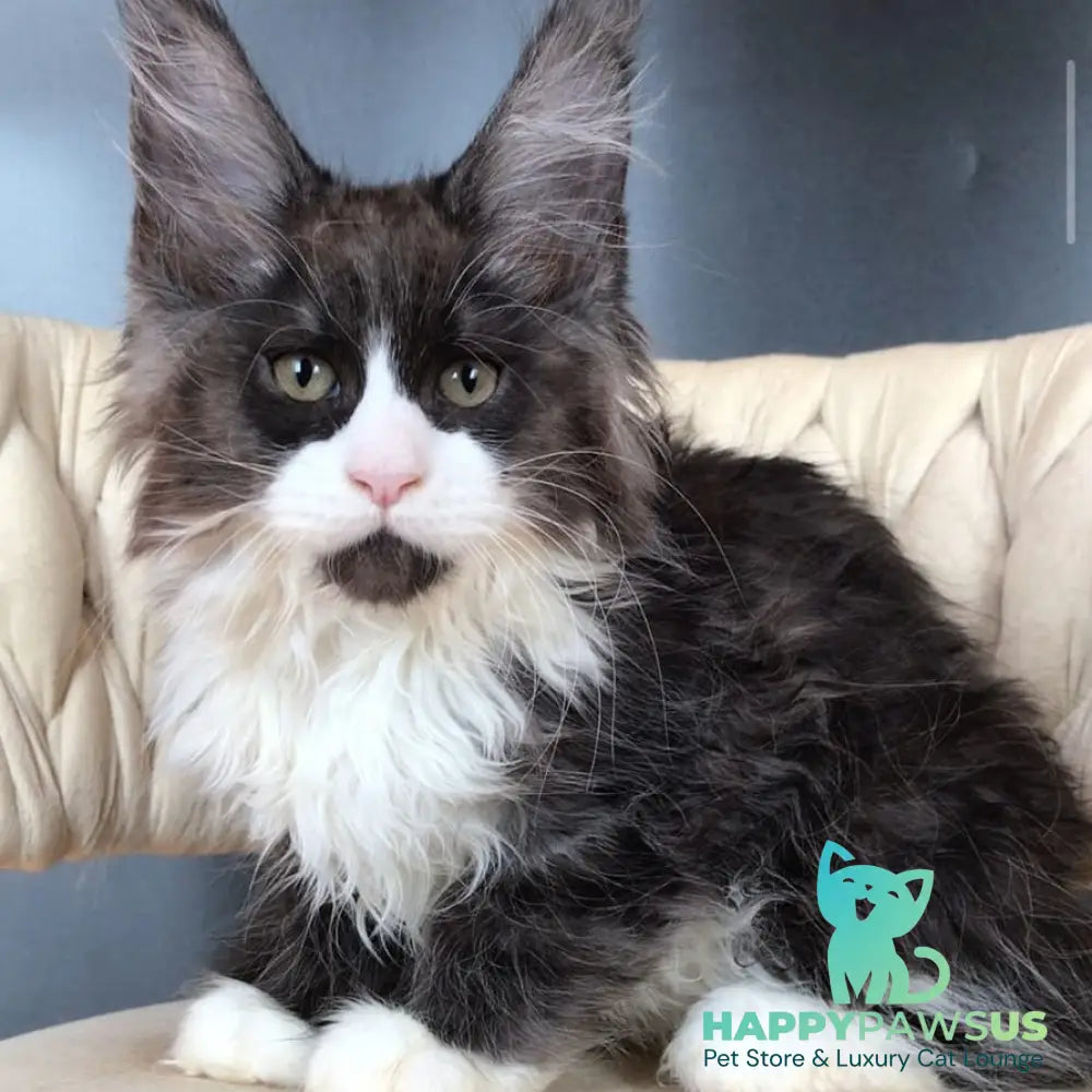 Emil Maine Coon male black silver bicolour - live animals