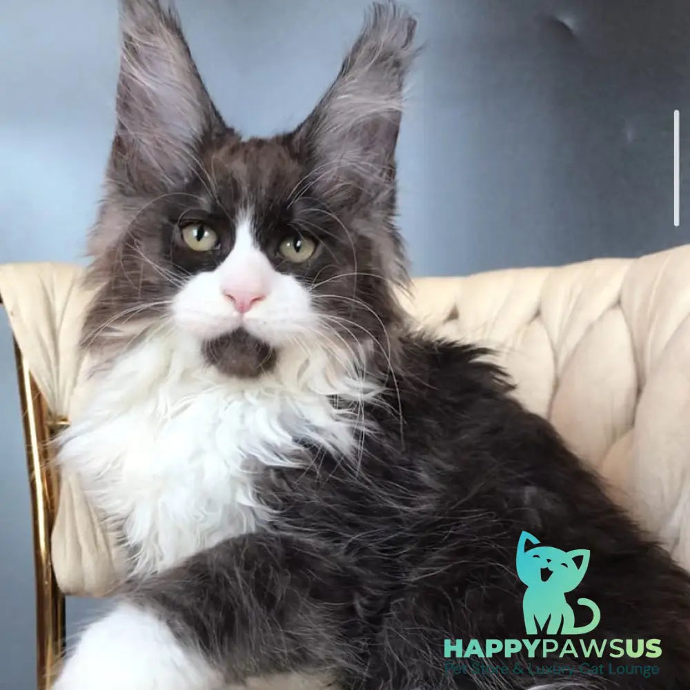 Emil Maine Coon male black silver bicolour - live animals