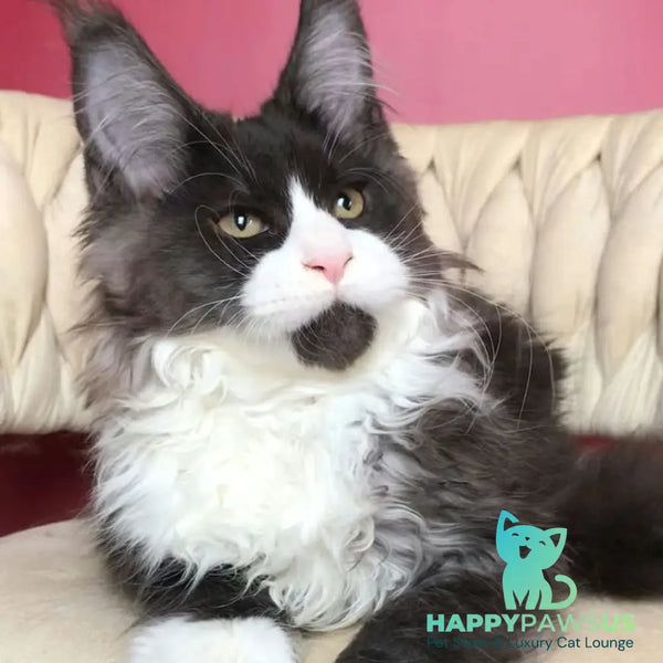 Emil Maine Coon male black silver bicolour - live animals