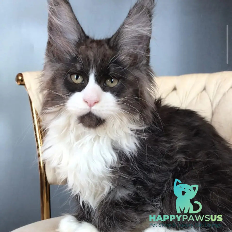 Emil Maine Coon male black silver bicolour - live animals