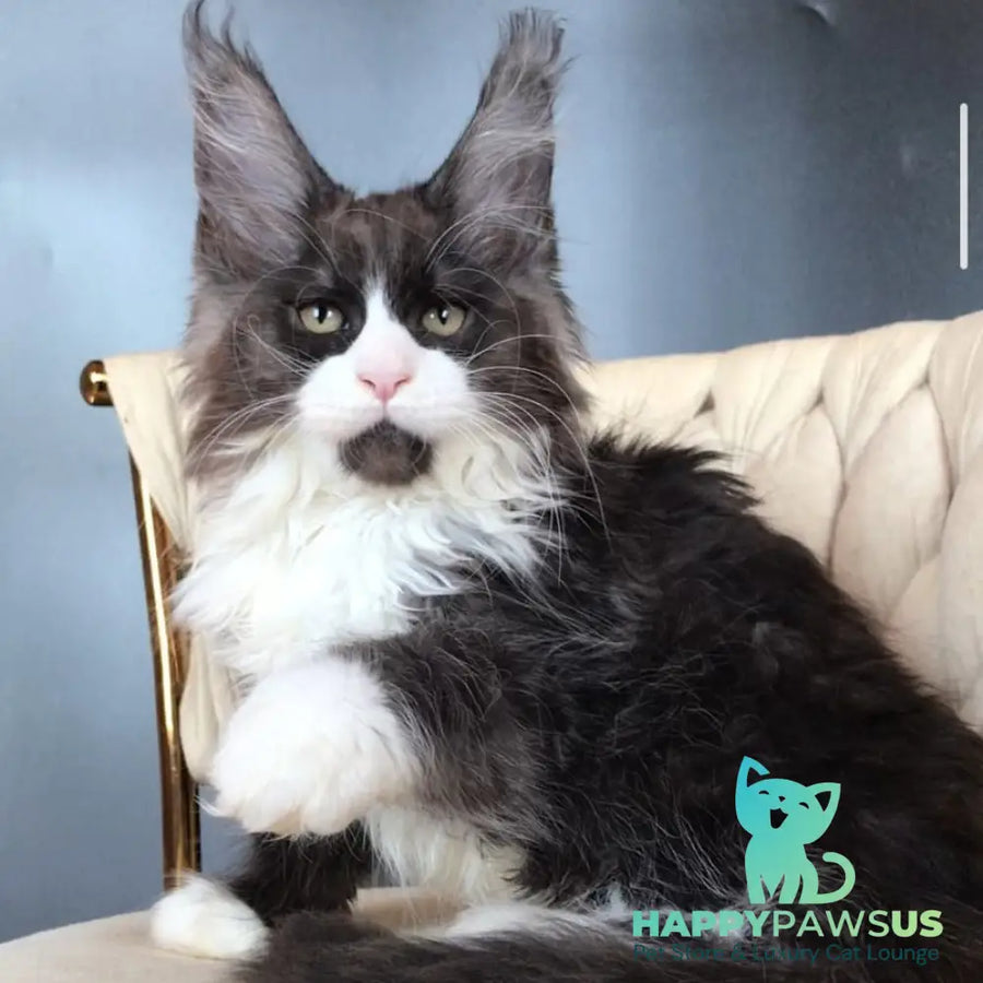Emil Maine Coon male black silver bicolour - live animals