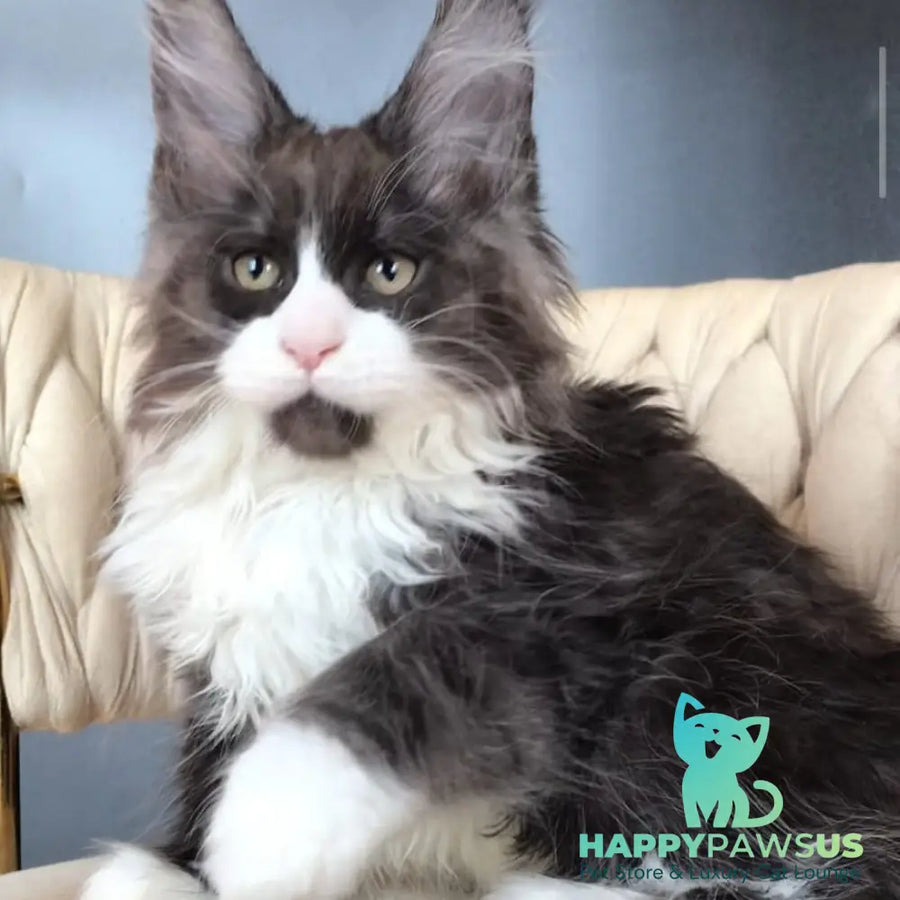 Emil Maine Coon male black silver bicolour - live animals