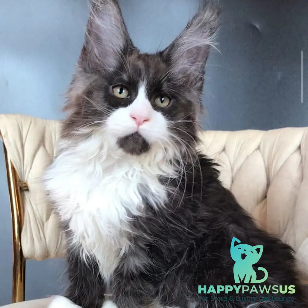 Emil Maine Coon male black silver bicolour - live animals