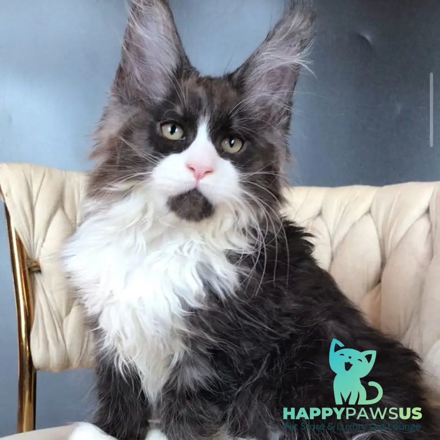 Emil Maine Coon male black silver bicolour - live animals